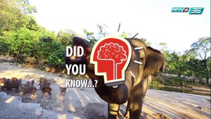 Did you Know - สมองบอกเราอย่างไรว่าคนไหนไว้ใจได้?