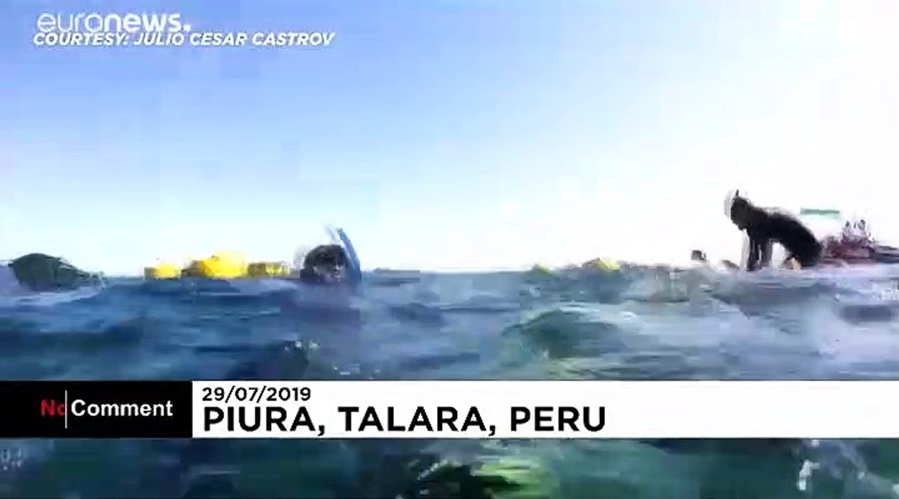 Sauvetage XXL d'une baleine à bosse, piégée dans un filet de pêche