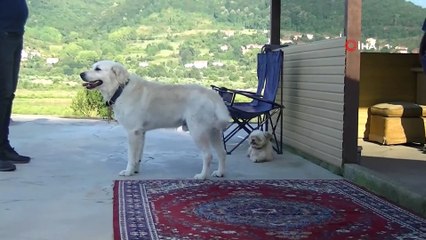 Emekli askerin beylik tabancasıyla vurulmasının ardından çiftlik sahibi konuştu