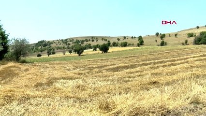 ANKARA Kaçan kurbanlık boğaları belediye timi yakaladı