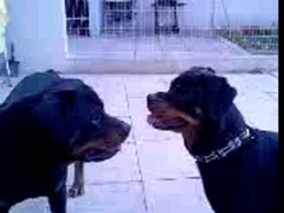 2 Rott