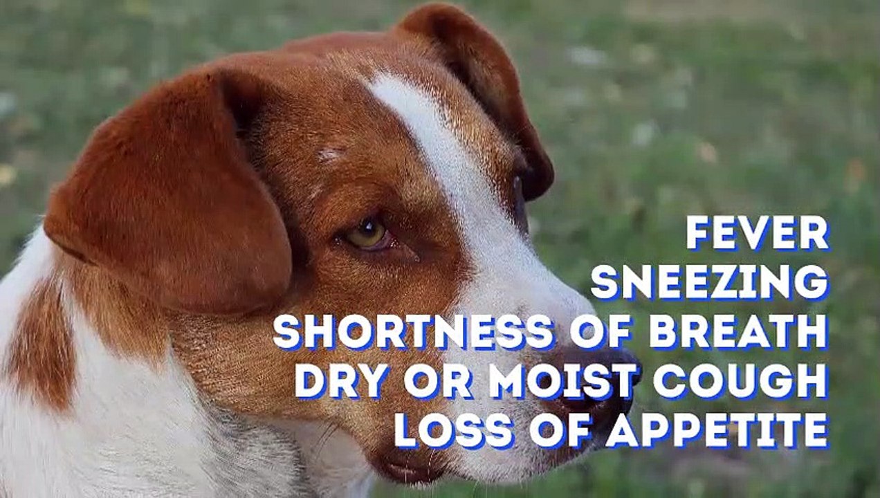 Dog Flu- Symptoms, Treatment, Prevention and Caring Tips