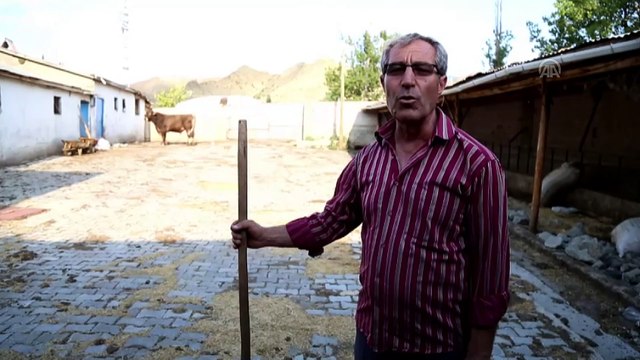 Bir tonluk 'Şimşek' alıcısını bekliyor - ERZURUM