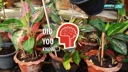 Did you Know - ลักษณะใบไม้บ่งบอกอะไรถึงสุขภาพต้นไม้บ้าง?