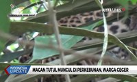 Macan Tutul Muncul di Perkebunan, Warga Geger