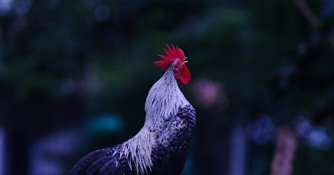 Un député propose une loi pour protéger les chants de coqs et autres bruits ruraux !