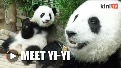 Meet 'Yi Yi', the second panda to be born in Malaysia