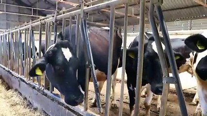 Kurbanlıklarda stres et kalitesinde düşüşe neden oluyor - TEKİRDAĞ