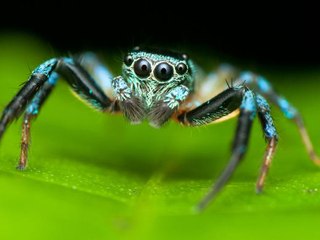 Las arañas más fascinantes del planeta