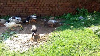 Ducks  video