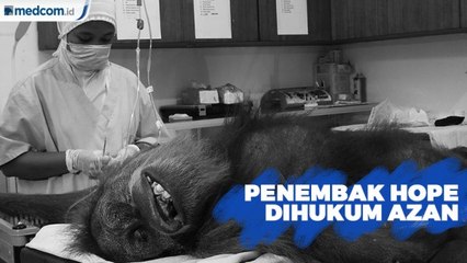 Hukuman Azan Bagi Penembak Orangutan Hope Dinilai Sangat Tidak Tepat