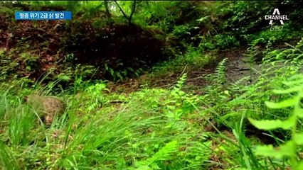 고양이보다 크고, 표범처럼 무늬…멸종위기 삵 ‘첫 포착’