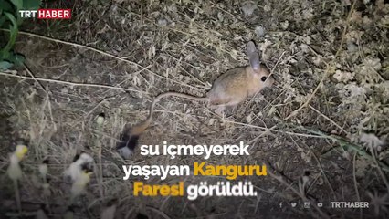 Bitlis'te görülen kanguru faresi şaşkınlık yarattı