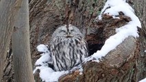 Two Tawny Owls Peer out from Tree Hollow