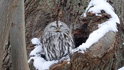 Two Tawny Owls Peer out from Tree Hollow