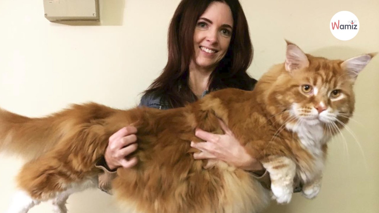 Elle adopte un chaton : quelques années plus tard, elle comprend que ce n’est pas un chat ordinaire