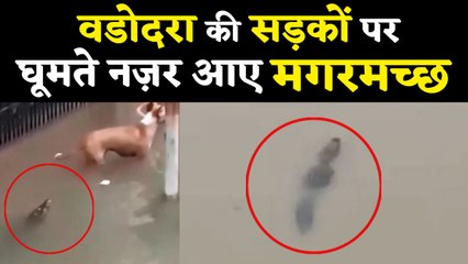 Vadodara में भारी बारिश के कारण सड़कों पर घूमते नज़र आए मगरमच्छ; watch Video | वनइंडिया हिंदी