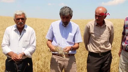 SİVAS İklim değişikliği, hasat dönemini etkilemeye başladı