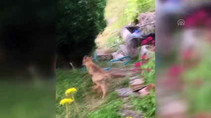 Yavru tilkileri bahçesinde besliyor - BOLU