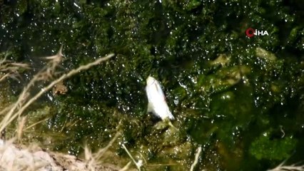 Altyapı çalışması için kanal suyu kesildi, yüzlerce balık telef oldu