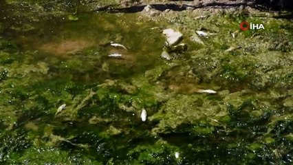 Altyapı çalışması için kanal suyu kesildi, yüzlerce balık telef oldu