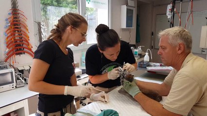 Mélanie Berthet, vétérinaire à la Citadelle de Besançon