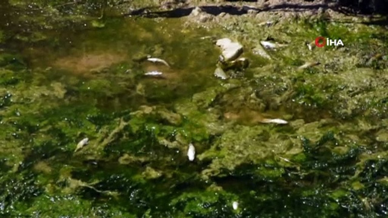 Altyapı çalışması için kanal suyu kesildi, yüzlerce balık telef oldu