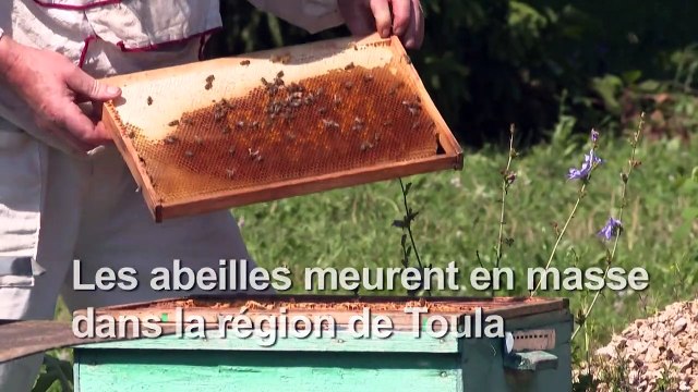 En Russie, des abeilles décimées par un pesticide très toxique