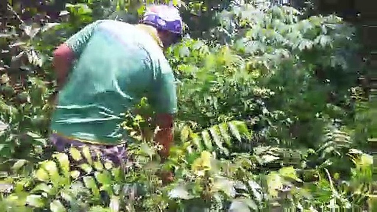 i chat khoai mi ve trong mot thu vui dan da ( cut cassava to plant) V