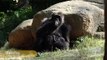 Western Lowland Gorilla Born at Zoo Atlanta