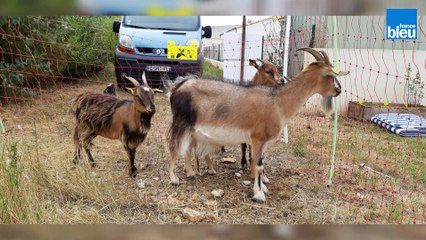 Chèvres à louer dans les Deux-Sèvres pour débrousailler