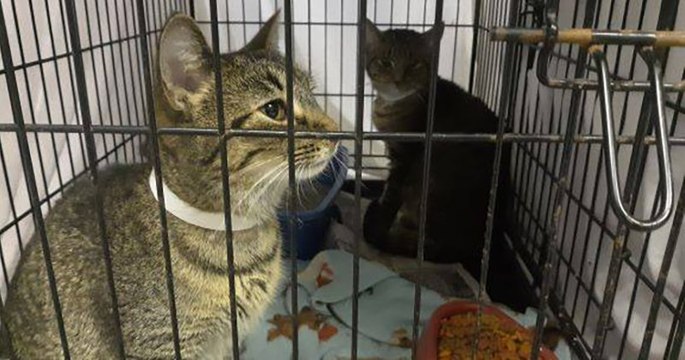Aux États-Unis, une ville propose de payer ses contraventions en nourrissant les chats abandonnés dans un refuge