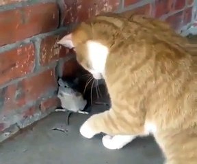 Voici Tom et Jerry dans la vraie vie. Hilarant !
