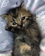 Les yeux de ce chaton sont trop doux. Magnifique !