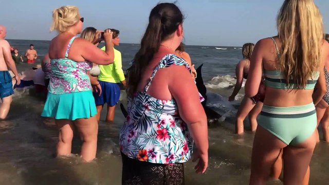 Beached Pilot Whales