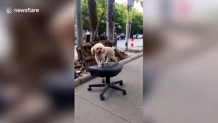 Dog spins on swivel chair while tied to tree in China's Changchun