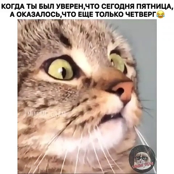 Ce que va faire cette chatte va vous faire rigoler. A voir !