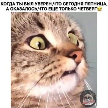 Ce que va faire cette chatte va vous faire rigoler. A voir !