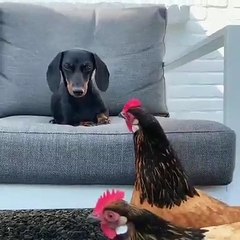 Ce chien ne veut pas que les coqs l'approchent. Trop drôle !