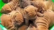 Admirez la beauté de ces bébés bulldogs. Trop cute !