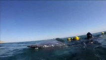 Espectacular rescate de una ballena atrapada en las redes de unos pescadores en Perú