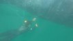 نجات نهنگ گرفتار در تور ماهیگیری در سواحل پرو