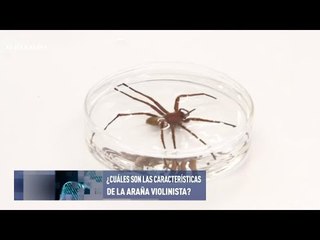 Cómo reaccionar ante la picadura de la araña violinista