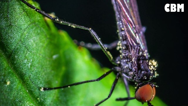 ADIS Mosquito | এডিস মশা কয়টি ডিম দেয় | ডেঙ্গু জ্বর | Dengue Fever | Change Bangla