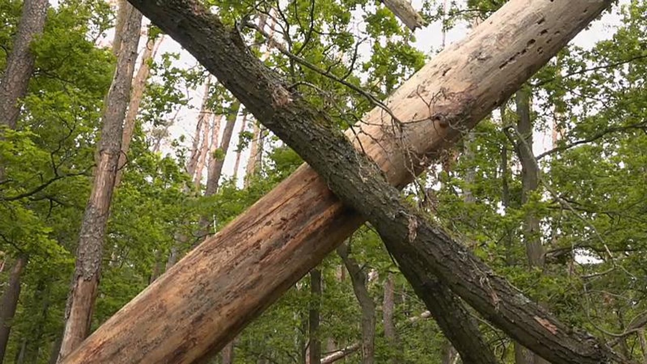 Deutscher wald: 120.000 hektar tot oder geschädigt