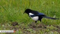 Birds Aren't Adapting Fast Enough To Climate Change, New Study Warns