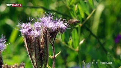 Türk arısı İngiltere'yi karıştırdı