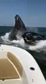 2 baleines manquent de renverser un petit bateau !