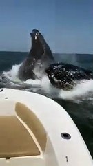 2 baleines manquent de renverser un petit bateau !