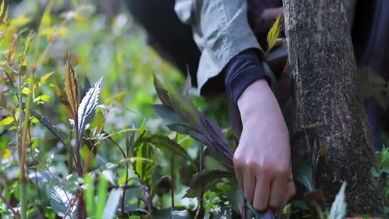 If you miss the best days for picking natural herbs, you missed the entire spring